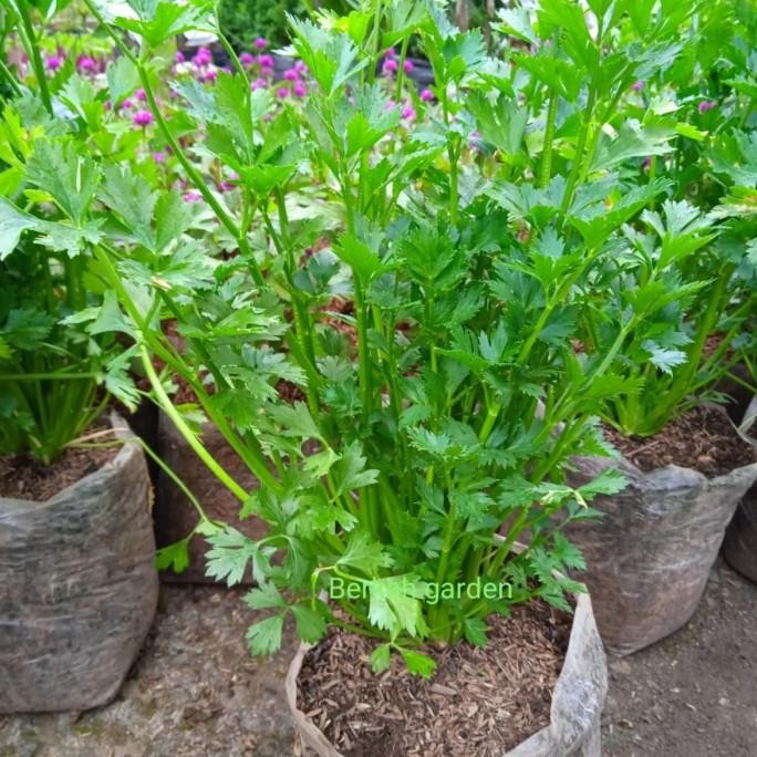 Tanaman Seledri Bibit Seledri Siap Tanam seledri ngi PREMIUM