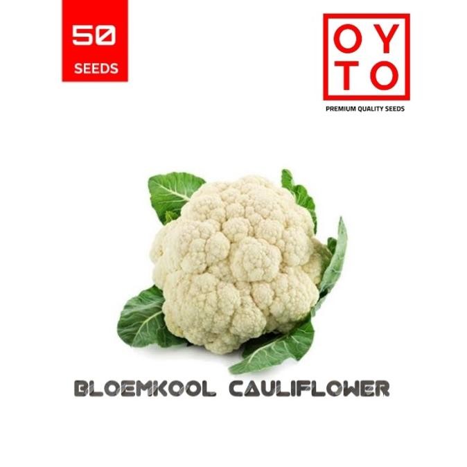 

KEMBANG KOL BIBIT TANAMAN HOPONIK F1 PREMIUM