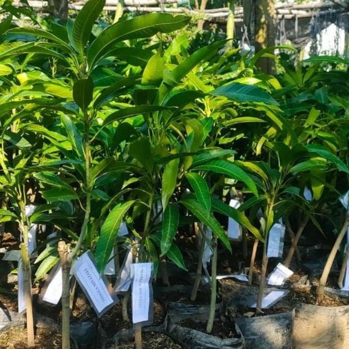 bibit tanaman mangga miyaki 1 meter cepat berbunga PREMIUM