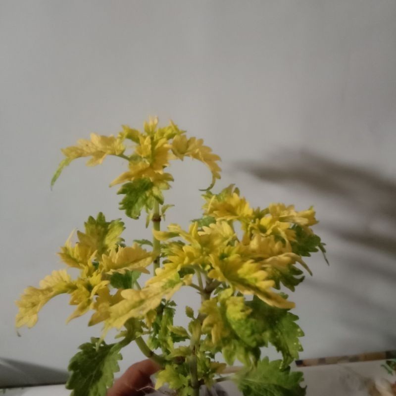 tanaman hias coleus Plectranthus scutellarioides