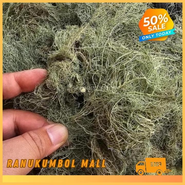 

RASUK ANGIN AKAR ANGIN HERBAL KAYU ANGIN RANU KUMBOL MALL TERMURAH!!