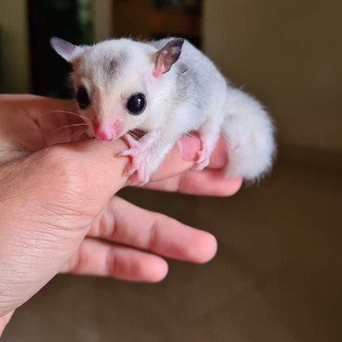Sugar glider platinum
