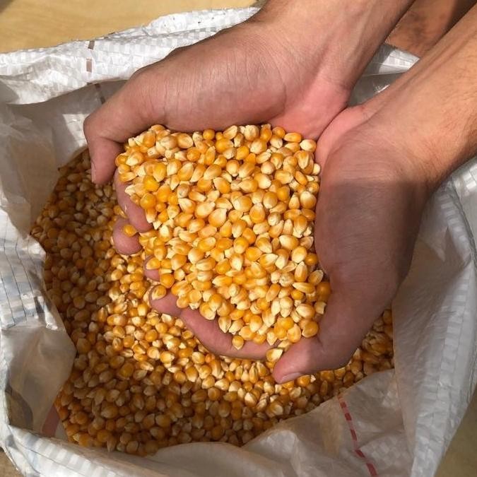 

(Good) Jagung Brondong ( Bahan Popcorn Mentah ) Import