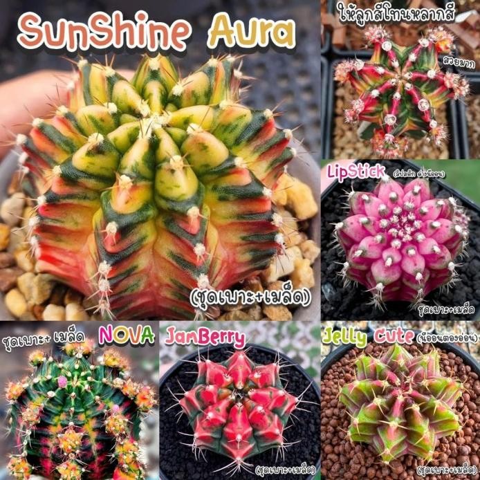 Benih Bibit Biji - Cactus Gymnocalycium Hybrid Thailand Kaktus Langka Sultan Rare Seeds - Tersedia 4