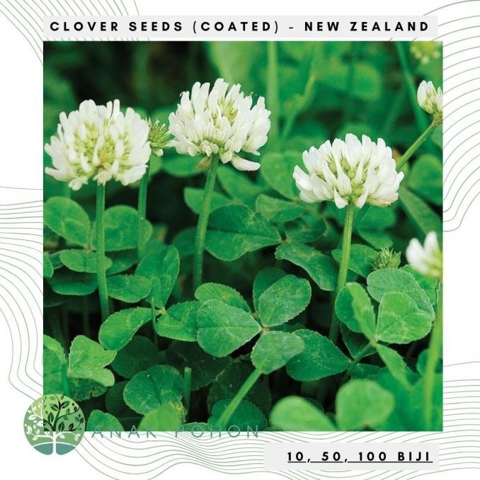 Benih Bibit Biji - Clover New Zealand (Coated) Dutch Clover True Irish Shamrock White Clover Cover C