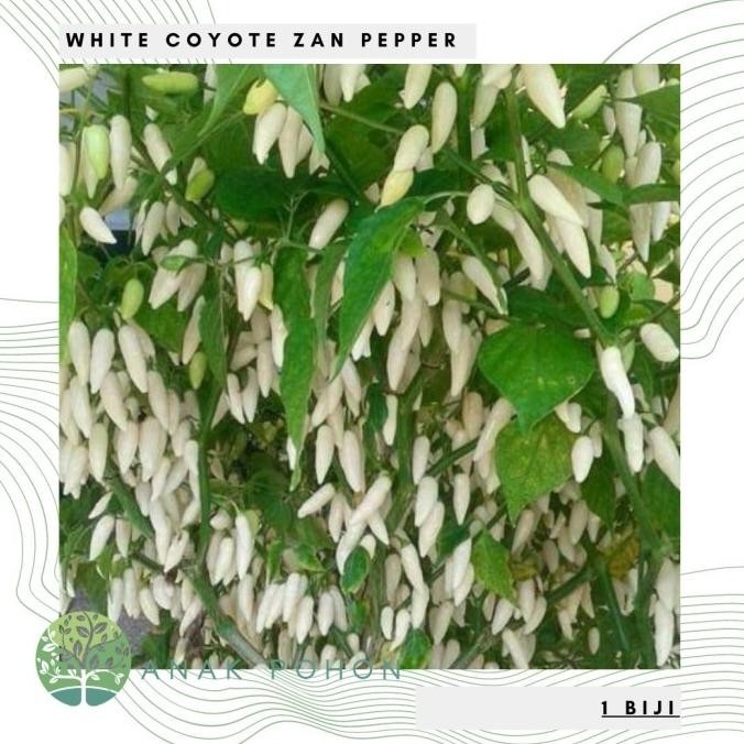 Benih / Bibit / Biji - Cabai White Coyote Zan Pepper Seeds murah
