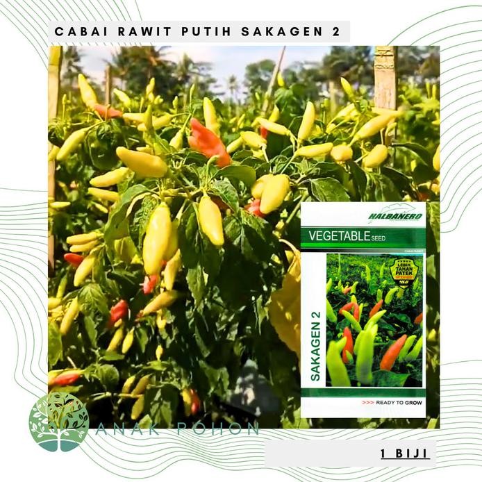 Benih Bibit Biji - Cabai Rawit Putih Sakagen 2 Cabe Rawit Pedas Halbanero Seeds - Panen Dalam 50 Har