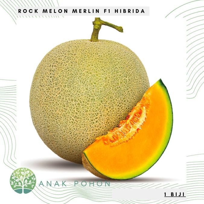 Benih Bibit Biji - Melon Merlin F1 Hibrida Sweet Rock Melon Seed murah