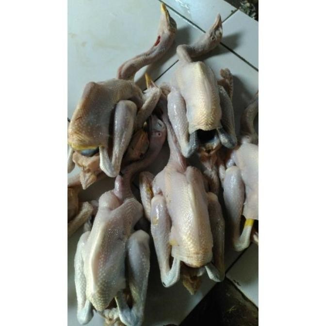 

(Good) AYAM KAMPUNG SMALL 600-650 gr
