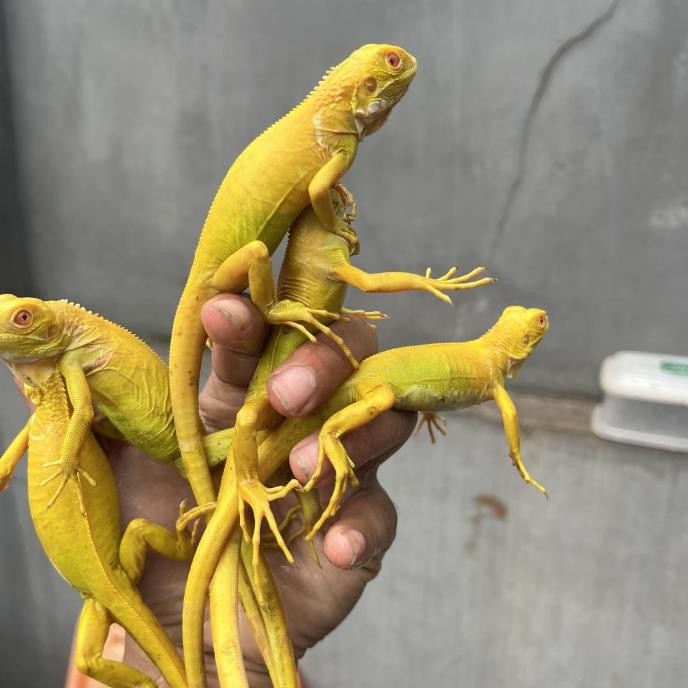 iguana albino