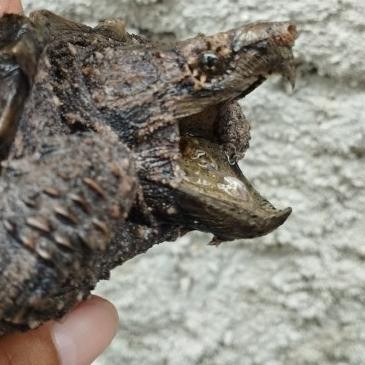 KURA KURA AIR AST ( Alligator Snapping )