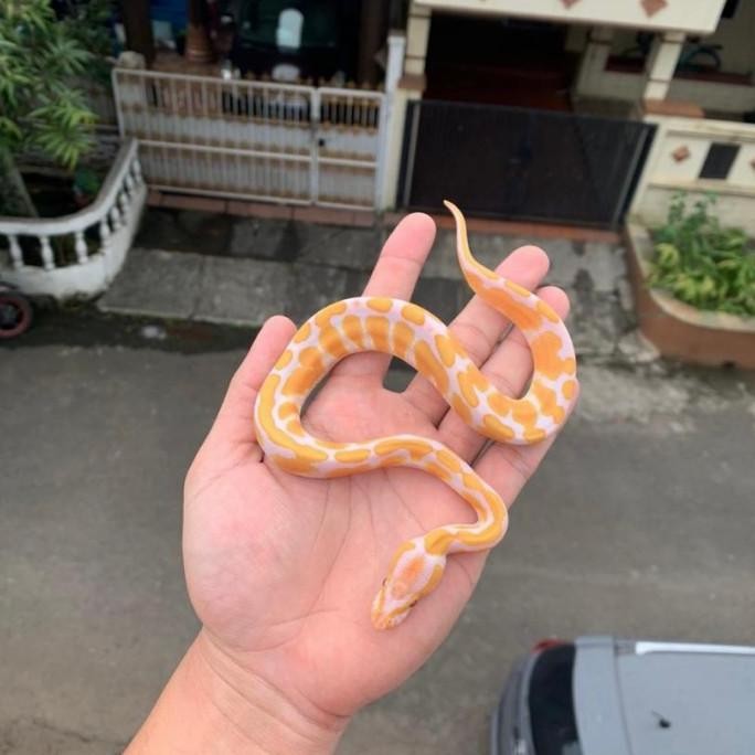 ball python lavender albino