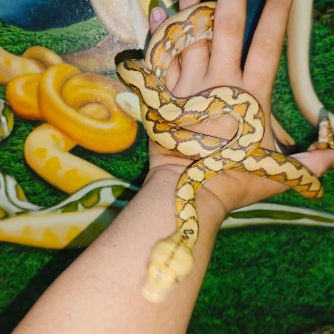 retic albino caramel peliharaan