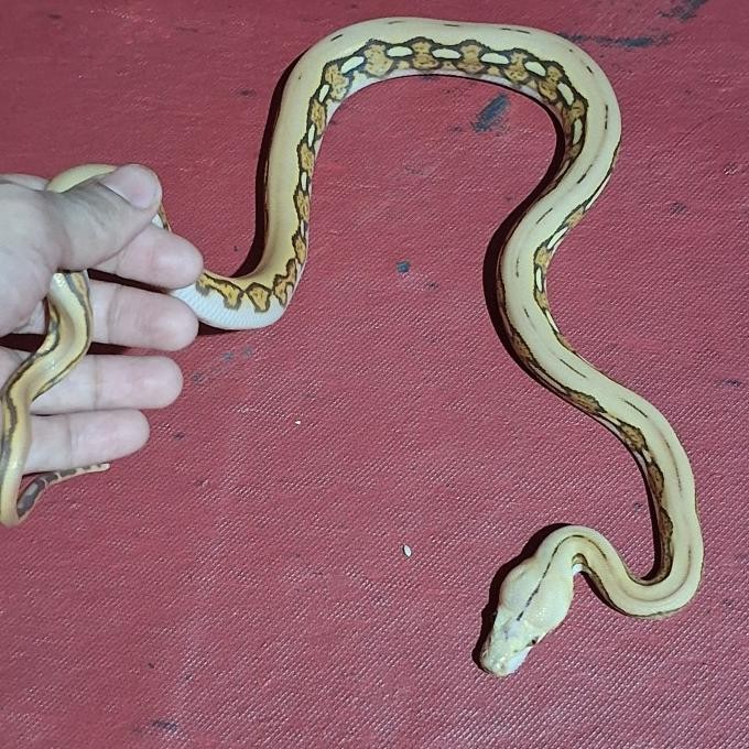 Retic tiger albino caramel/bukan corn snake,ball python,dipong,molurus