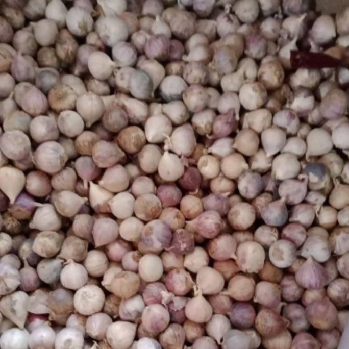 

Bawang putih tunggal 1 kg [terbaik]