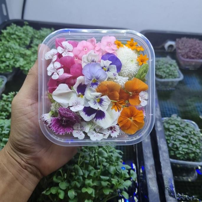 

Mix Edible Flower Fresh murah