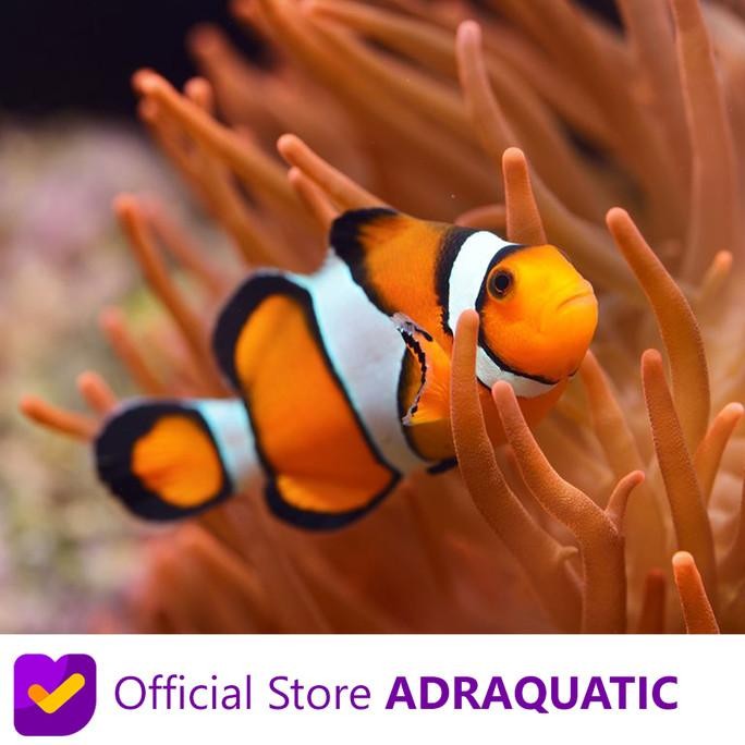 Murah IKAN HIAS AIR LAUT NEMO BADUT CLOWNFISH ANEMONEFISH ORANGE CLOWN Non COD