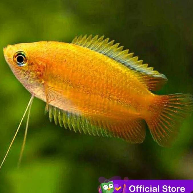 Murah Sepat Madu / Honey Gourami / Ikan Hias Air Tawar / Ikan Hias Aquascape Non COD