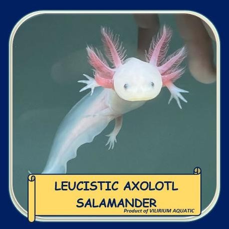 Murah IKAN HIAS AIR TAWAR - LEUCISTIC AXOLOTL SALAMANDER / AXOLOTL LEUCISTIC (MATA HITAM) Non COD