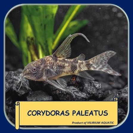 Murah IKAN HIAS AIR TAWAR - CORYDORAS PALEATUS / PEPPERED CORY CATFISH (SIZE INDUKAN) Non COD