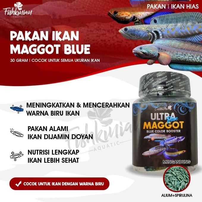 Murah ULTRA BLUE MAGGOT KERING PAKAN IKAN HIAS PREDATOR CHANNA LOUHAN Non COD