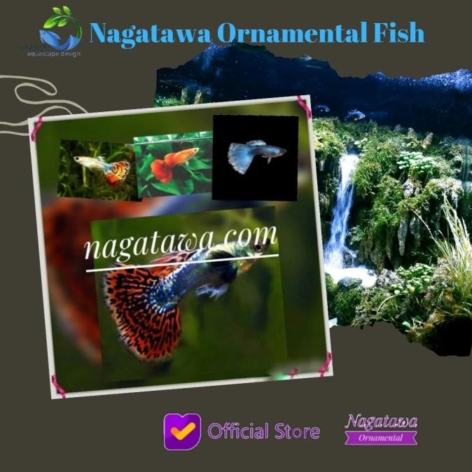 Murah Paket 5 Ikan Hias Aquascape Guppy Random 5 jenis Non COD