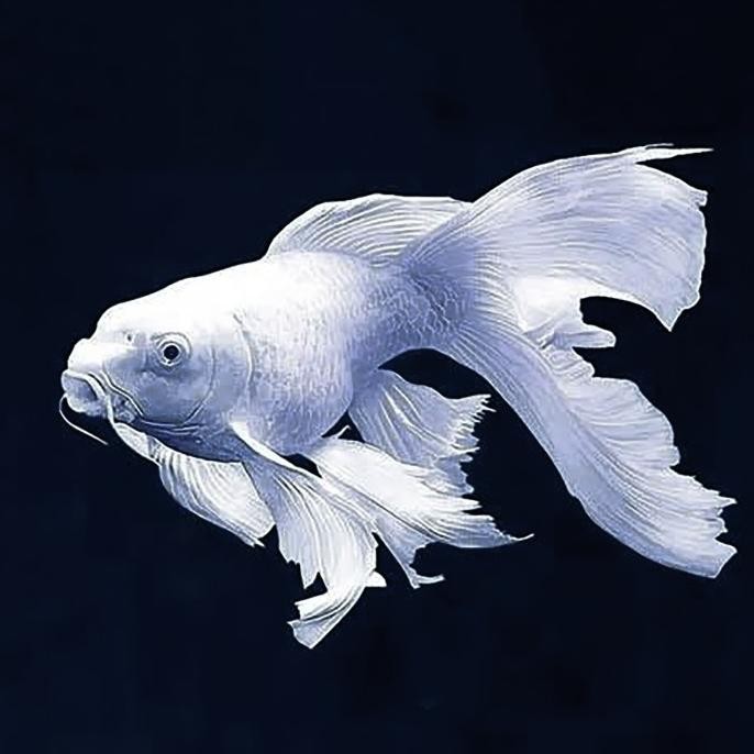 Murah Koi Platinum Butterfly Short Body / Huedielong / Naga Air Platinum Non COD