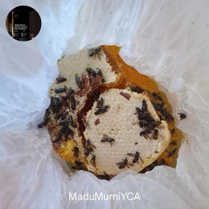 

Promo Madu Hutan Liar Sumbawa Asli Kemasan 5 Kg