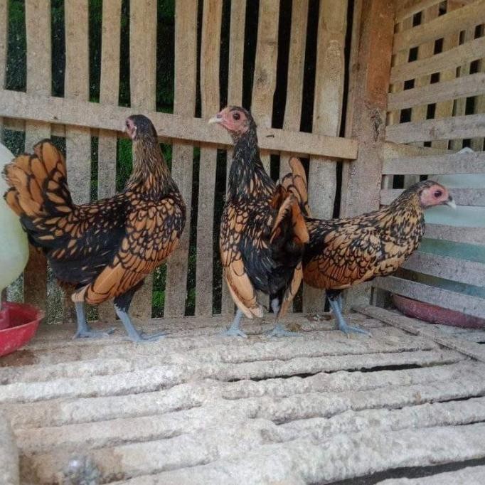 Ayam Kate Batik Canada Ayam Hias Batik Kanada Ayam Batik