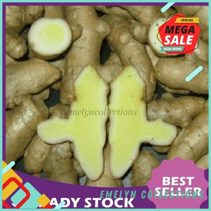 

ANTI KANKER ANTI MIKROBA 1KG TEMU MANGGA BASAH ORGANIK BERKUALIAS !