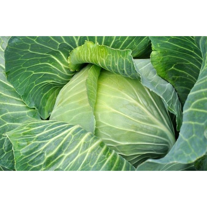 

fresh !!! Benih / Bibit / Biji - Cabbage 'Copenhagen Market' Seeds - IMPORT murah