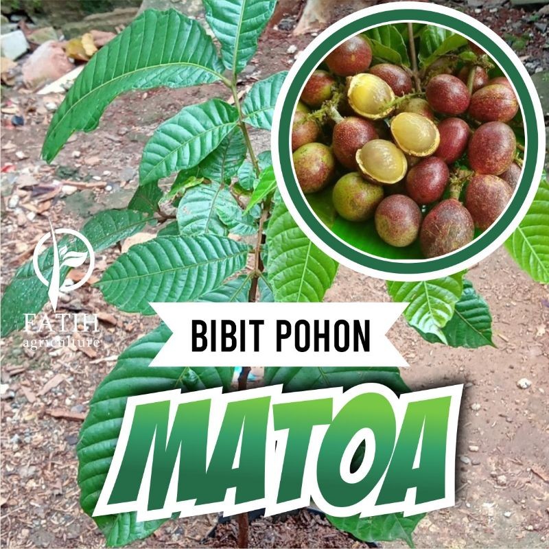 

BIBIT BUAH MATOA KHAS PAPUA