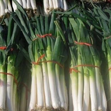 

Bawang Daun segar 1kg nUg