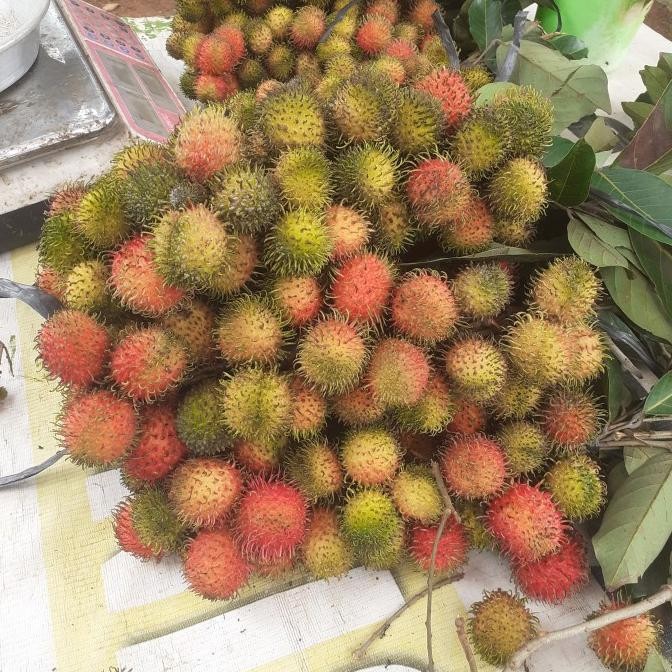 

Rambutan Rapi'ah nUg