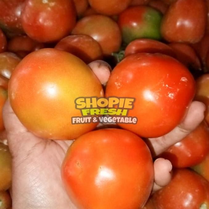 

Tomat buah 1kg nUg