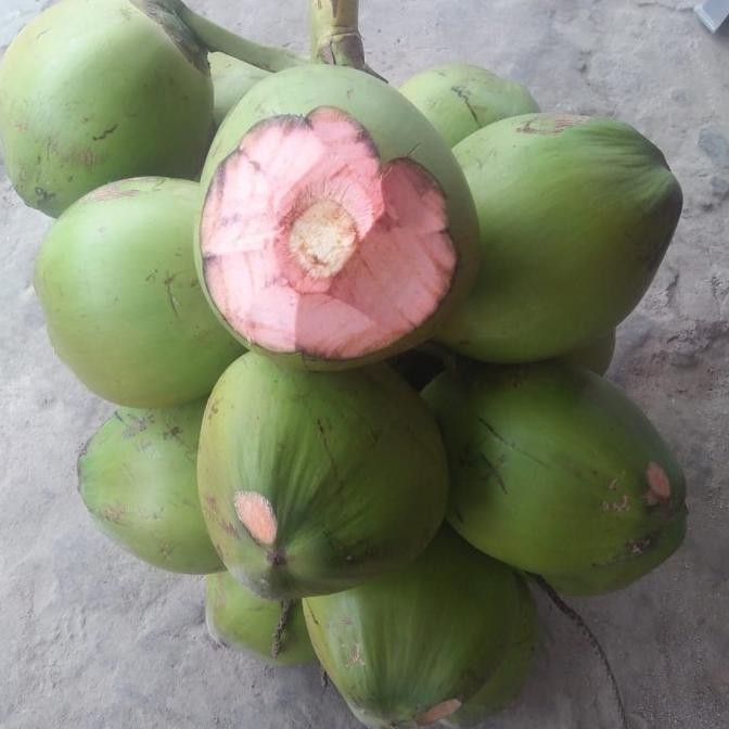 

kelapa ijo kupas nUg