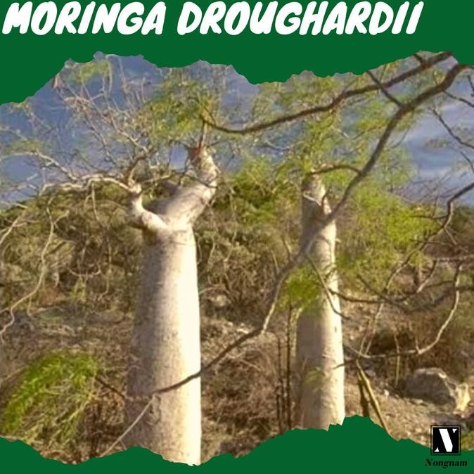 RARE [BIBIT TANAMAN LANGKA BAOBAB IMPORT] Moringa Droughardii