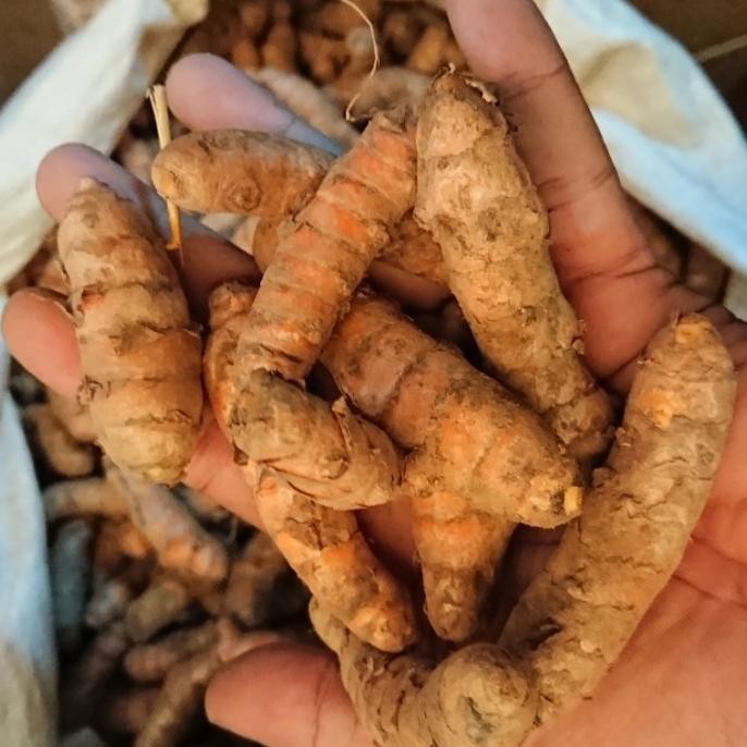 

Kunyit Besar nUg