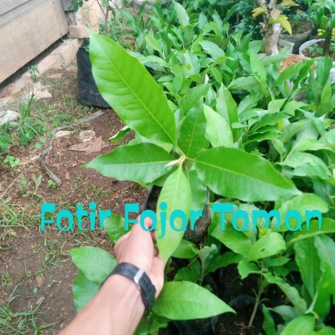 paket 3 tanaman bunga kantil putih merah kuning / bunga cempaka -bibit