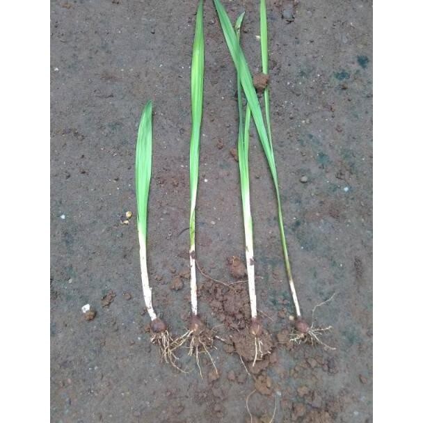 Bibit Tanaman Bunga Saffron Zafaron Bunga Termahal Didunia