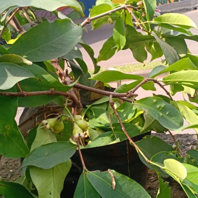 bibit Buah jambu air pohon jambu tanaman jambu sudah besar rimbun