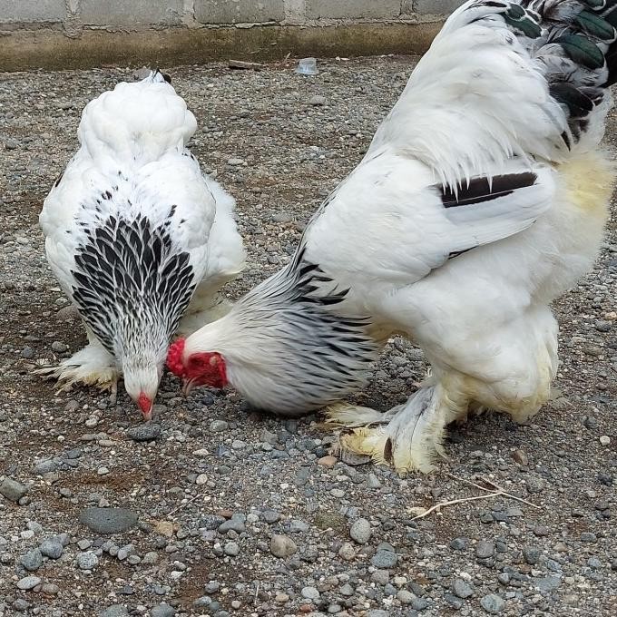 [[ RASTASTR / BIBIT AYAM BRAHMA COLUMBIAN LIGHT BEST SELLER
