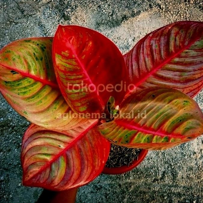 bibit tanaman hias aglonema Goliath terah merah