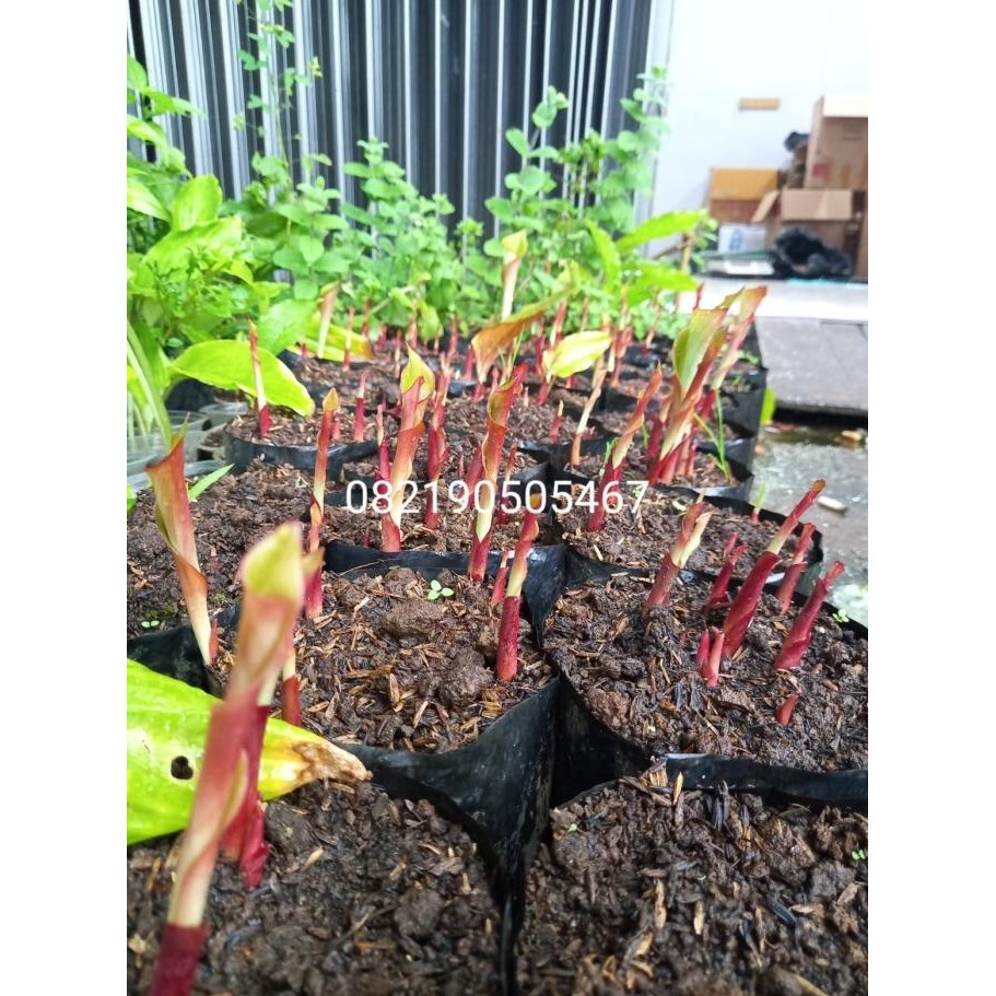 

[[ RASTASTR / BIBIT JAHE HITAM BERTUNAS MERAH 100GRAM BEST SELLER
