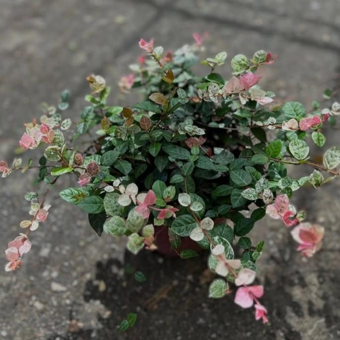 [ LANGKA ] Asiatic jasmine / trachelospermum asiaticum bibit tanaman hias bunga gantung unik langka