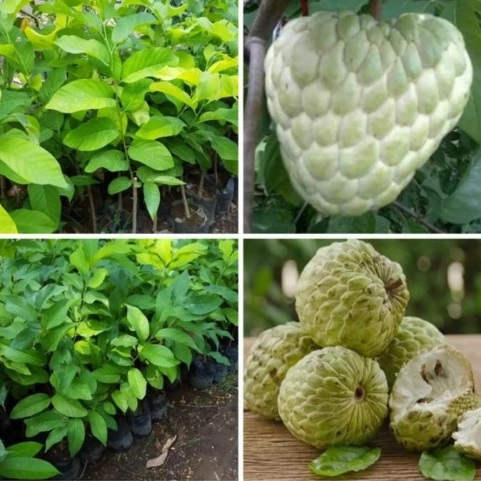 bibit tanaman buah srikaya jumbo srikaya thailand