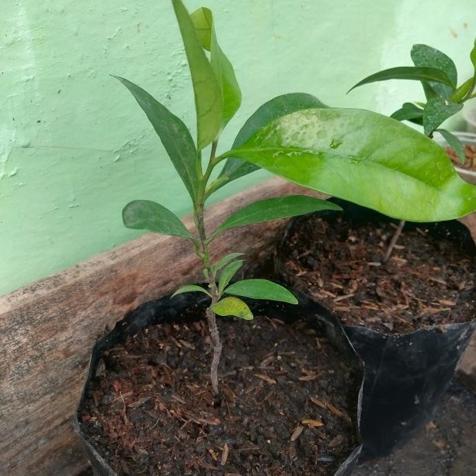 Bibit Tanaman Buah Black Sapote Jumbo