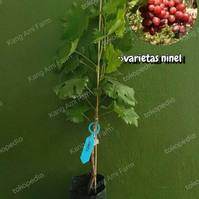 

Bibit anggur import Ninel Tanaman buah anggur import manis