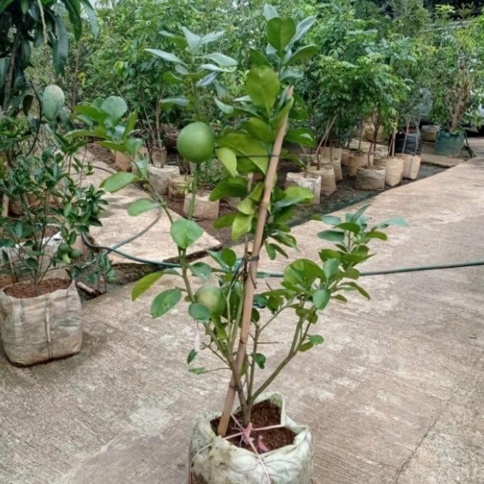bibit tanaman buah jeruk bali sudah berbunga dan berbuah
