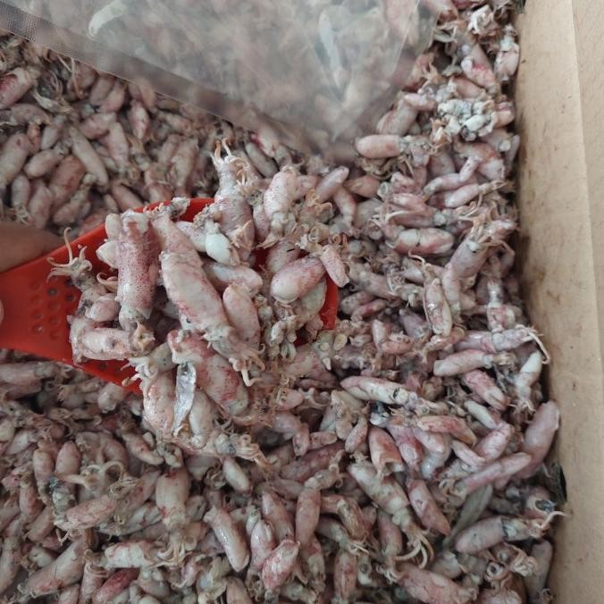 

Promo Cumi Baby Asin 1Kg